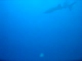 Beautiful Whale Shark