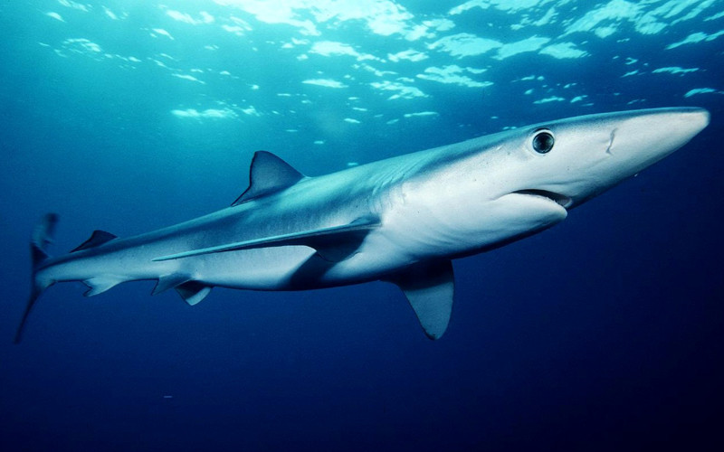 Blue Shark