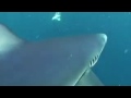 Blue Shark Dive