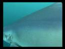 Blue Shark Encounter