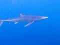 Blue Shark Swimming