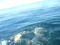 Blue Shark Video