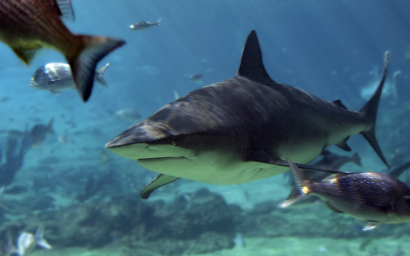 Bull shark facts for kids