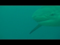 Bull Shark Video