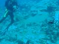 Diving with Lemon Sharks