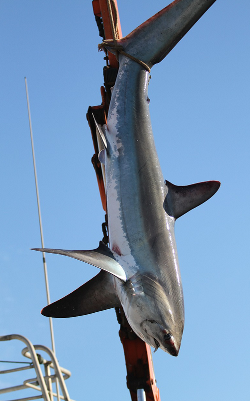 Commercial fishing of sharks.