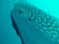 Following a Whale Shark in Galapagos