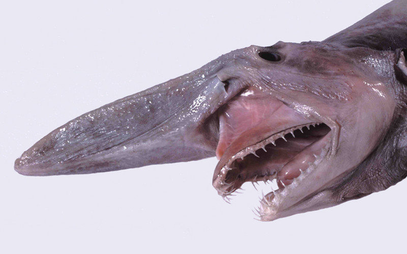 Goblin Shark