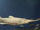 Goblin Shark Video