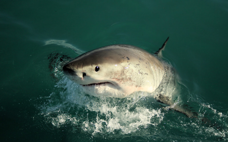 Great White Shark - Carcharodon carcharias.