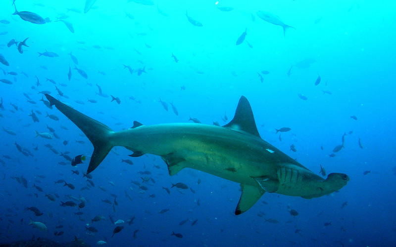 hammerhead shark feeding