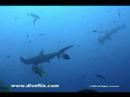 Hammerhead Shark Costa Rica