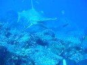 Hammerhead Shark Galapagos