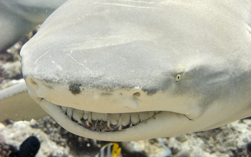 Lemon Shark