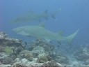 Lemon Sharks in Bora Bora