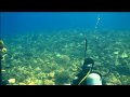 Lemon Sharks Video