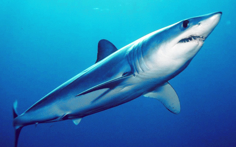 Mako Shark