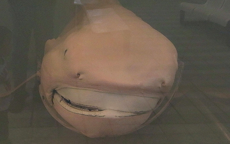 Megamouth Shark