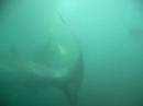 Megamouth Shark Video