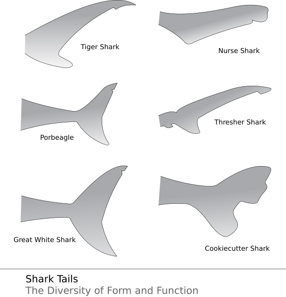 shark tails