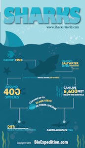 Shark facts on infographic.