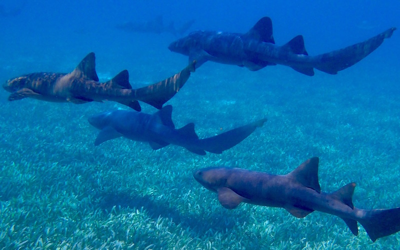 Sharks social behavior.