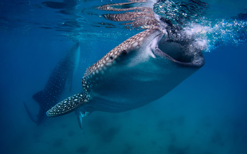 Whale Shark Slaughterhouses