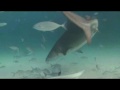 Tiger Shark Video