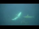 Tiger Sharks in South Africa
