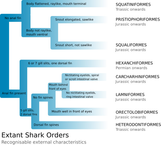 types of sharks