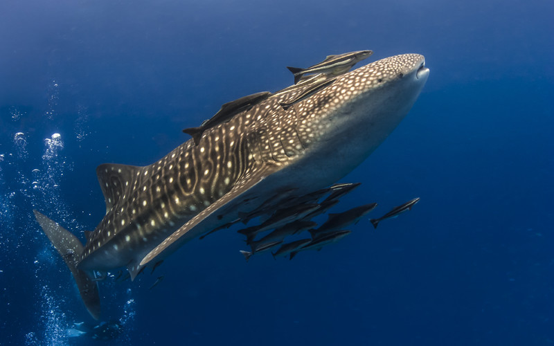Facts about whale sharks.