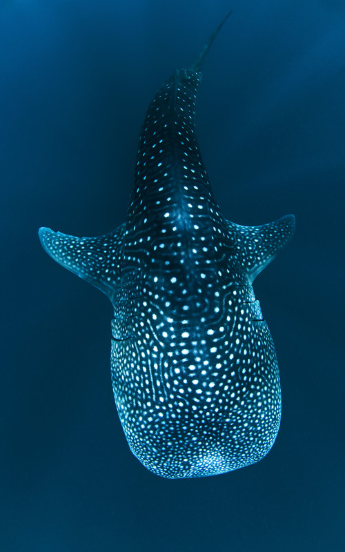 Characteristics of whale shark.