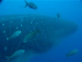 Whale Shark Galapagos