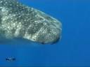 Whale Shark in Egypt