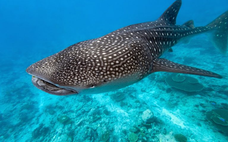 Rhincodon typus.