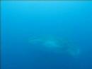 Whale Shark Video